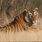Ranthambore