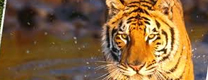triangulo de oro con ranthambore